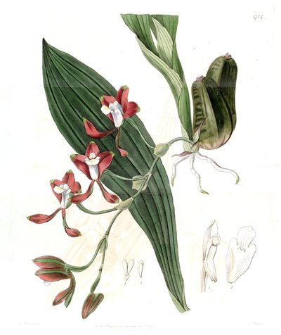 Batemannia colleyi tekijältä Jams  Watts